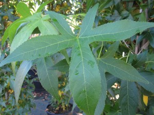 Liquidambar styraciflua Slenders Sillhouette