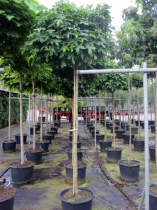 Liquidambar styraciflua 'Gumball'