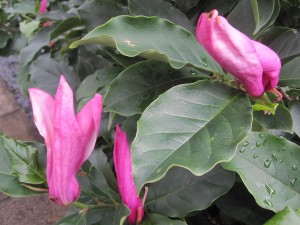 Magnolia liliiflora Nigra