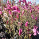 Magnolia liliiflora 'Susan'