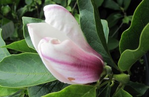 Magnolia soulangiana