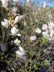 Magnolia soulangiana