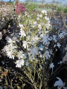 Magnolia stellata