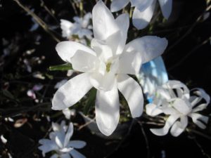 Magnolia stellata