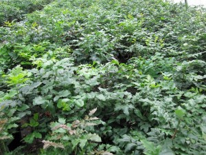 Mahonia aquifolium Feld
