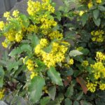 Mahonia aquifolium 'Apollo'