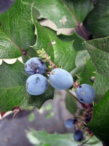 Mahonia aquifolium Frucht 