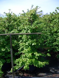 Hydrangea petiolaris