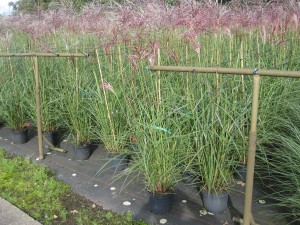 Miscanthus Feld