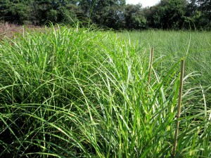 Miscanthus Zebrinus