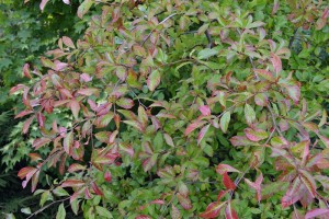 Nyssa sylvatica