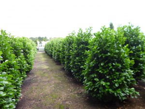 Prunus lauroc Etna