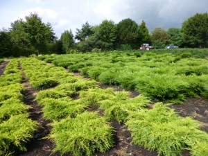 Juniperus media 'Old Gold'