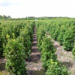 Ilex meserveae Heckenstar