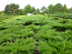 Juniperus media 'Mint Julep'