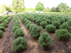 Pinus mugo Mops Feld