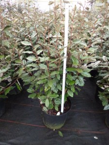 Elaeagnus ebbingei