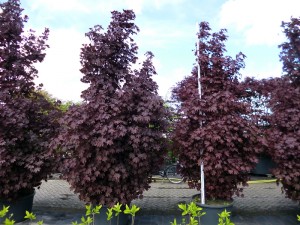 Acer palmatum Crimson-Sentry