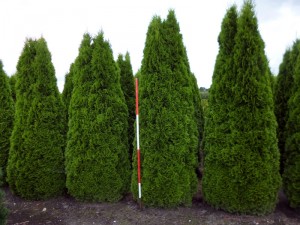 Thuja occidentalis Smaragd