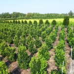 Ilex meserveae Heckenstar
