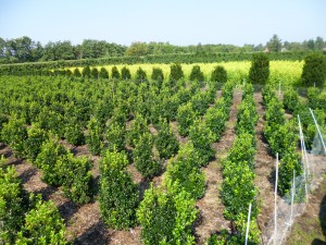 Ilex meserveae Heckenstar