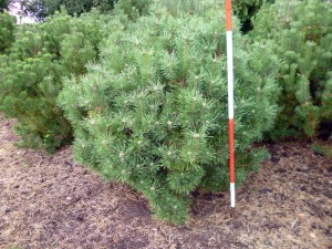 Pinus mugo mughus