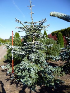 Abies procera 'Glauca'