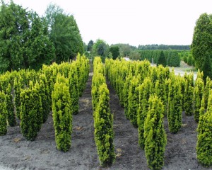 Taxus baccata Fastigiata Aureomarginata