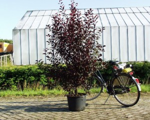 Prunus cerasifera Nigra