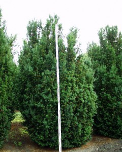 Taxus baccata Overeynderi