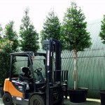 Ilex aquifolium Nellie Stevens