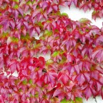 Parthenocissus quinqu Engelmanii