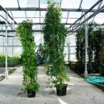 Parthenocissus quinqu Engelmanii