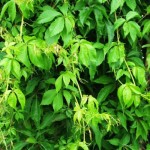 Parthenocissus quinqu Engelmanii