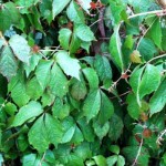 Parthenocissus tric. Veitchii