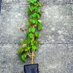 Parthenocissus tric. Veitchii