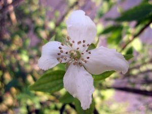 Philadelphus 'Erectus'