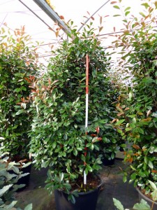 Photinia fraseri Red Robin