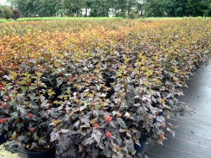Physocarpus Diabolo 019_2