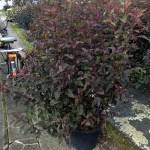 Physocarpus opulifolius Diabolo