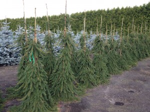 Picea abies 'Frohburg'