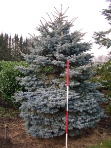 Picea pungens Glauca Globosa