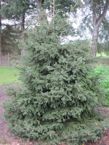 Picea abies 'Maxwellii'