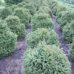Picea abies 'Ohlendorfii'
