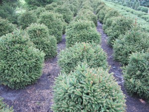 Picea abies 'Ohlendorfii'