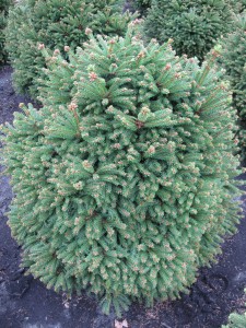 Picea abies 'Ohlendorfii'