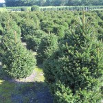 Picea abies 'Pygmaea'