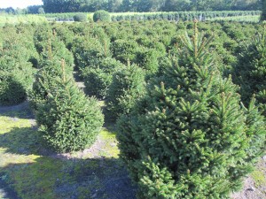 Picea abies 'Pygmaea'