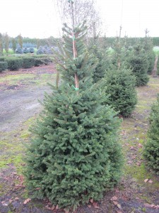 Picea abies 'Will’s Zwerg'