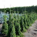 Picea abies 'Inversa'